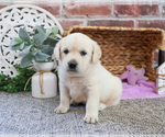Small #2 Labrador Retriever