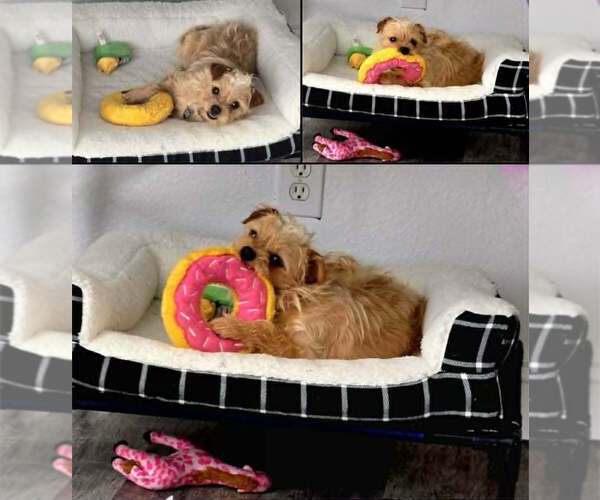 Medium Photo #17 Shih Tzu-Unknown Mix Puppy For Sale in Plantation, FL, USA