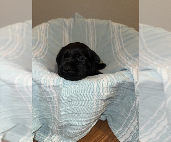 Medium Photo #5 Labrador Retriever Puppy For Sale in LELAND, NC, USA