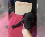 Small Photo #44 Great Dane Puppy For Sale in MINERAL WELLS, TX, USA