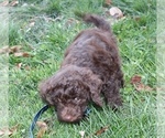 Small Photo #7 Miniature Labradoodle Puppy For Sale in MANHEIM, PA, USA