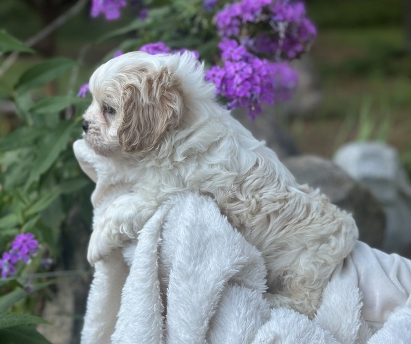 Medium Photo #3 Cava-Tzu Puppy For Sale in NAPERVILLE, IL, USA