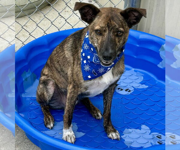 Medium Photo #2 Mountain Cur-Whippet Mix Puppy For Sale in Batavia, OH, USA