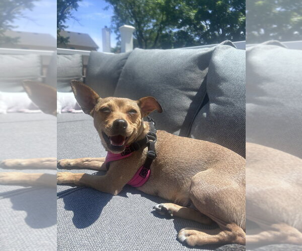 Medium Photo #4 Chihuahua Puppy For Sale in Mundelein, IL, USA