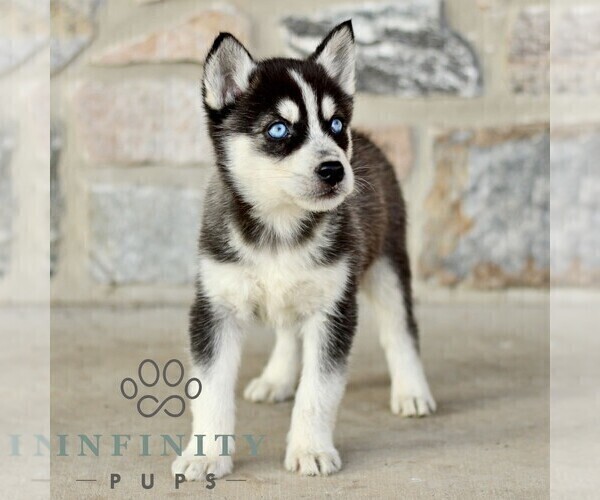 Medium Photo #1 Gerberian Shepsky Puppy For Sale in HONEY BROOK, PA, USA