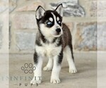 Small Gerberian Shepsky