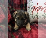 Puppy Alice German Shepherd Dog