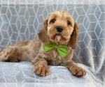 Small Photo #5 Cavapoo-Poodle (Miniature) Mix Puppy For Sale in LAKELAND, FL, USA