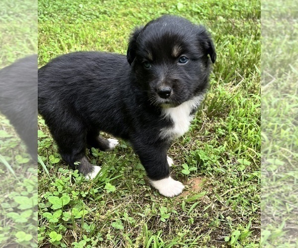 Medium Photo #5 Australian Shepherd Puppy For Sale in MEHERRIN, VA, USA