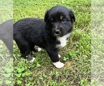 Small #4 Australian Shepherd