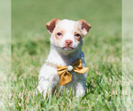 Small Photo #84 Chihuahua Puppy For Sale in WARSAW, IN, USA