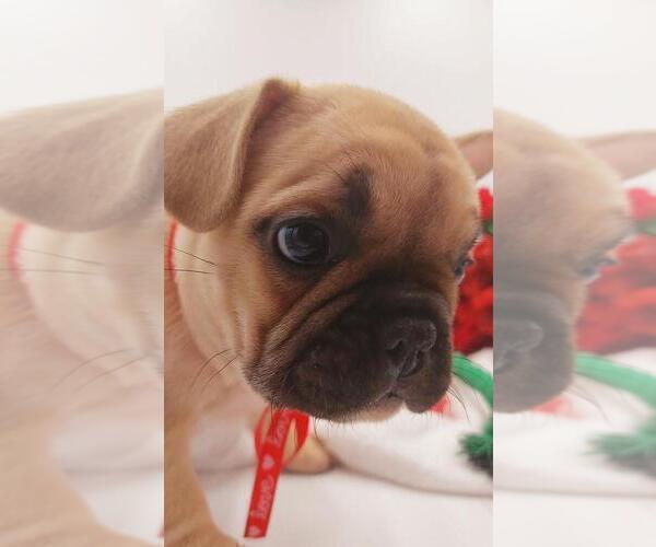 Medium Photo #27 French Bulldog Puppy For Sale in MANHATTAN, NY, USA