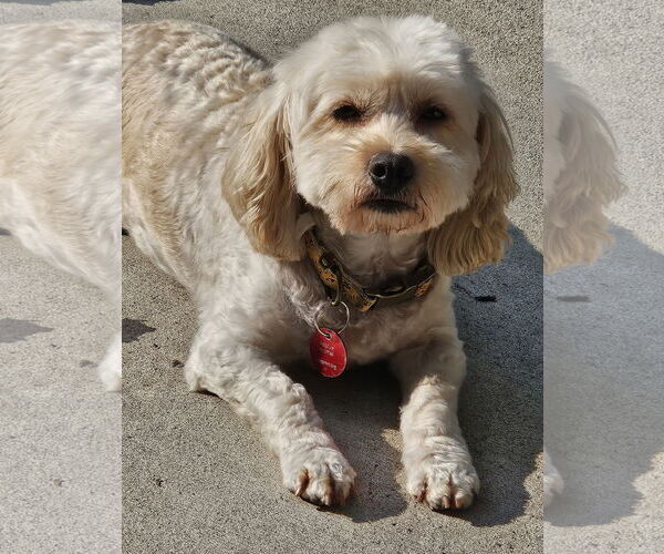 Medium Photo #1 Cavachon Puppy For Sale in Farmington, MN, USA