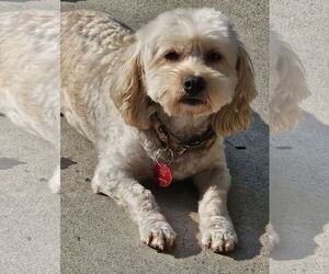 Cavachon Dogs for adoption in Farmington, MN, USA
