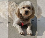 Small Cavachon