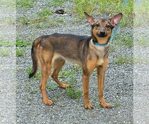 Shiba Inu-Unknown Mix Dogs for adoption in Anchorage, AK, USA