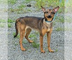 Small Shiba Inu Mix