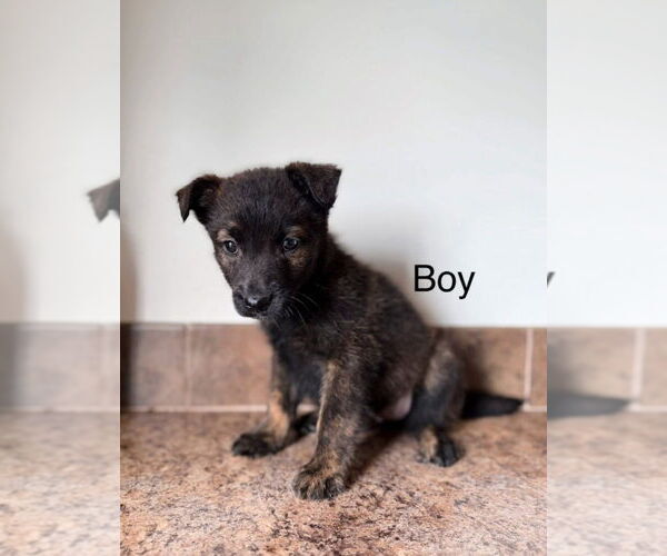 Medium Photo #1 Mountain Cur-Unknown Mix Puppy For Sale in Foristell, MO, USA