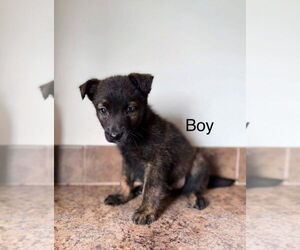 Mountain Cur-Unknown Mix Dogs for adoption in Foristell, MO, USA