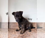 Small Mountain Cur Mix