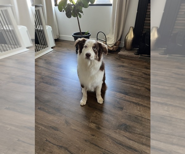 Medium Photo #22 Border-Aussie Puppy For Sale in GLENDORA, CA, USA