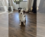 Small #21 Border-Aussie