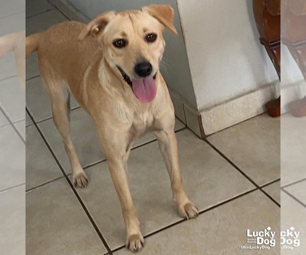 Medium Photo #1 Labrador Retriever-Retriever  Mix Puppy For Sale in Washington, DC, USA