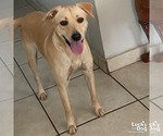 Small Labrador Retriever-Retriever Mix