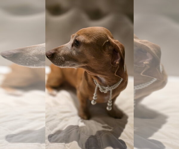 Medium Photo #8 Dachshund Puppy For Sale in Shelbyville, TN, USA