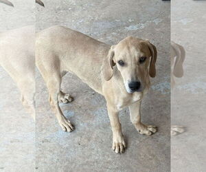 Coonhound-Unknown Mix Dogs for adoption in The Woodlands, TX, USA