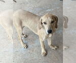 Small Coonhound Mix