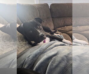 Boxador Dogs for adoption in Princeton, MN, USA