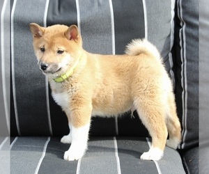 Shiba Inu Puppy for sale in FREDERICKSBURG, OH, USA