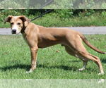 Small Retriever Mix