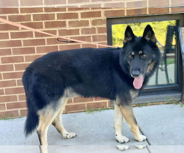 Medium Photo #3 German Shepherd Dog-Unknown Mix Puppy For Sale in Millersville, MD, USA