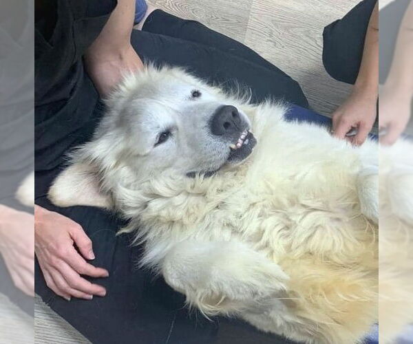 Medium Photo #4 Great Pyrenees Puppy For Sale in Dallas, TX, USA