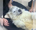 Small #3 Great Pyrenees