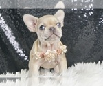 Puppy Little Bit AKC French Bulldog