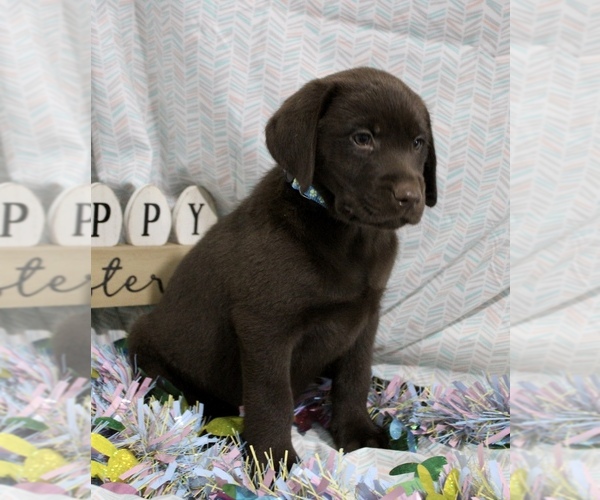 Medium Photo #3 Labrador Retriever Puppy For Sale in RICHLAND, IA, USA