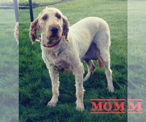 Mother of the Goldendoodle puppies born on 09/12/2022