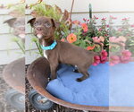 Small #1 Labrador Retriever Mix