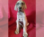 Small Photo #13 Great Dane Puppy For Sale in MURRAY, KY, USA