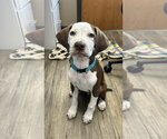 Small #6 Coonhound Mix
