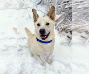 Unknown-white german shepherd Mix Dogs for adoption in Rockaway, NJ, USA