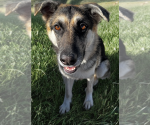 Kaia - Female Mutt Dog for Adoption - Photo #3