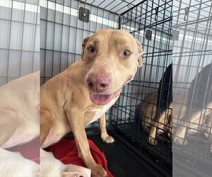 American Pit Bull Terrier-Unknown Mix Dogs for adoption in Chico, CA, USA