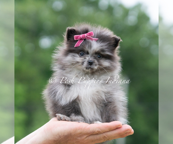 Medium Photo #1 Pomeranian Puppy For Sale in WARSAW, IN, USA