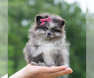 Medium Pomeranian