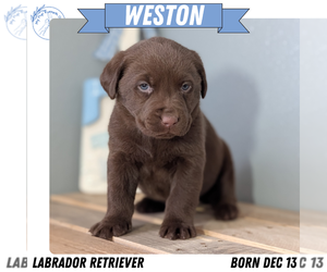 Medium Labrador Retriever