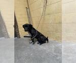 Small American Pit Bull Terrier